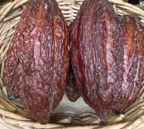 Fresh cacao pod with seeds inside - Image 2
