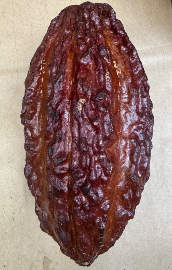 Fresh cacao pod with seeds inside - Image 3