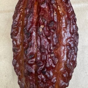 Fresh cacao pod with seeds inside