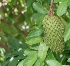 Soursop Leaves for sales
